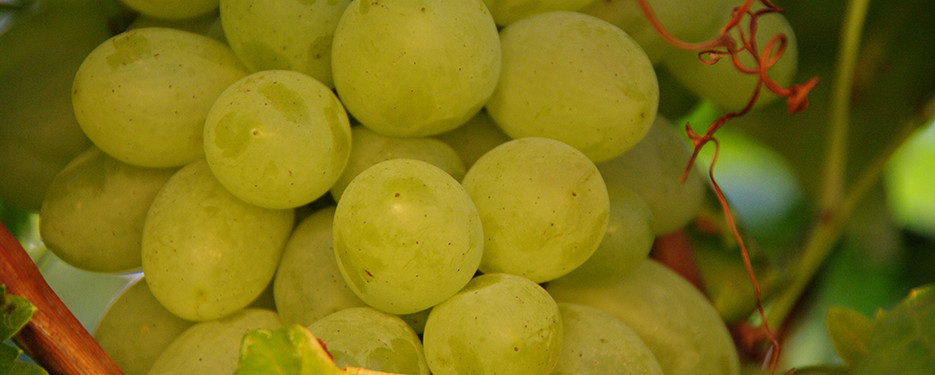 The Grapes